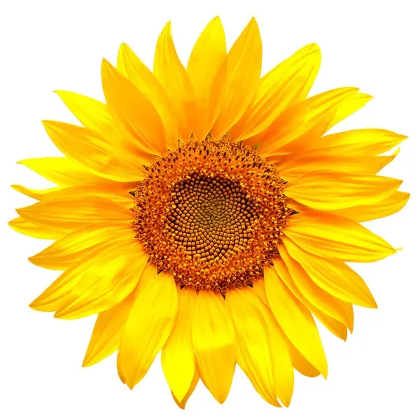 Dr. Rory Sullivan - Needham, MA - Mental Health Counseling, Child And Adolescent Psychologist, Psychiatry, Psychologist